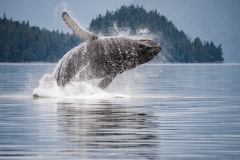 Humpback Whale breaching