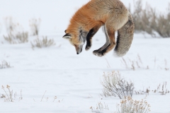 Jumping Red Fox