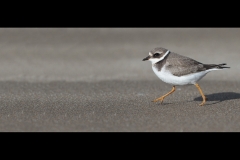 Ringed Plover