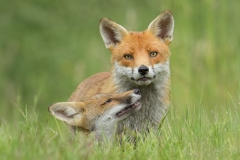 Vixen and Cub - Steve Gresty - 20 points