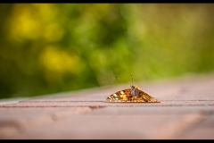 Sunbathing painted lady - Kevin Blake - 18 points