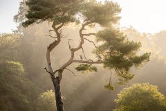 Morning in Sutton by Alex White