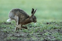 Brown Hare, Catch Me if You Can by Jeff Dakin