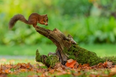 Red Squirrel [1] by Kevin Blake