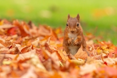 Red Squirrel [2] by Kevin Blake