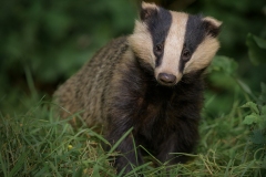 Inquisitive Badger by Steve Gresty