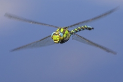 Male Southern Hawker Dragonfly in Flight by Steve Gresty