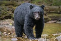 Black Bear Up a Creek by Steve Gresty