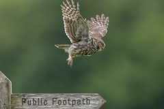 Footpath versus Flight Path by Steve Gresty