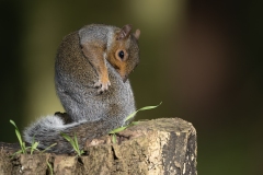 Squirrel having an itch by Steve Gresty