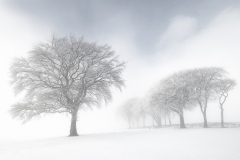 Ridge Hill Trees by Alex White -