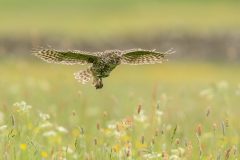 Little Owl hunting over meadow by Jeff Dakin