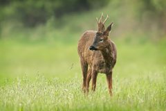 Roe deer Buck. Time to stand and stare by Jeff Dakin