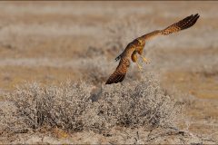 Greater Kestrel by Kevin Blake - Very Highly Commended