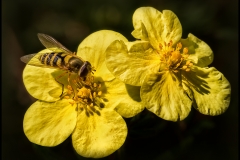 Hoverfly on Buttercup by Kevin Blake
