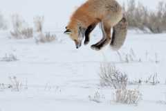 Jumping Red Fox by David Tolliday
