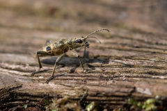 Long Horn Beetle by Kevin Blake