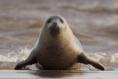 North Atlantic Grey Seal Emerging by Mark Stephens