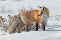 Red Fox by David Tolliday