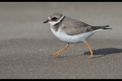 Ringed Plover by David Tolliday