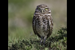 Small Burrowing Owl on Guard by Kevin Blake