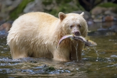 Spirit Bear with Salmon by Steve Gresty