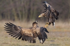 White Tailed Eagle Confrontation by Steve Gresty