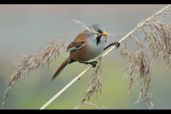 Bearded Reedling with Nesting Material