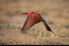 Southern Carmine Beeeater