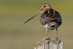 Common Snipe
