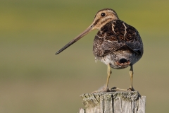 Common Snipe