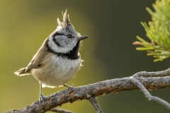 Crested Tit