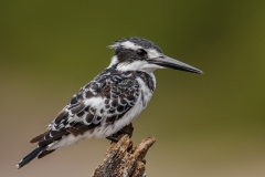 Pied Kingfisher