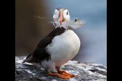 Puffin with Nesting Material