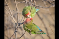 Rosy faced Lovebirds