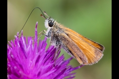 Skipper