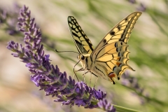 Swallowtail