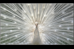 White Peacock