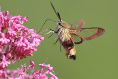 Broad Bordered Bee Hawkmoth - Dave Tolliday - 16 Points