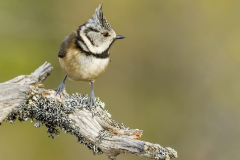 Crested Tit - Steve Gresty - 18 points