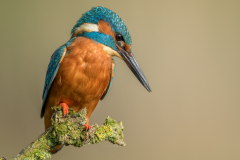 Kingfisher Ready to Strike - Steve Gresty - 19 Points