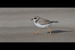 Ringed Plover	- Dave Tolliday - 20 Ponts