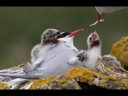 3_arctic tern feeding time_david tolliday