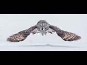 4_hunting great grey owl_conor molloy