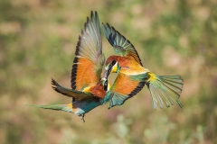 1_kissing beeeaters_conor molloy