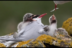 3_arctic tern feeding time_david tolliday