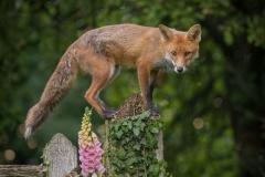 Fox On Gatepost By Steve Gresty