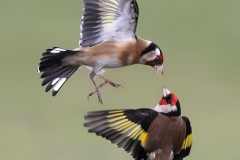 Goldfinch Battle BY Dave Tolliday