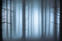 Misty Woods BY Alex White