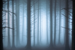 Misty Woods BY Alex White